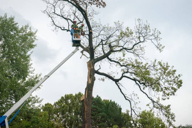 How Our Tree Care Process Works  in  Russell, KS