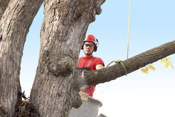 Reliable Russell, KS Tree Services Solutions